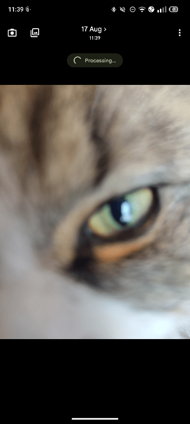 screenshot of camera/gallery image preview. Above the cat portrait there is a small badge which says “processing”